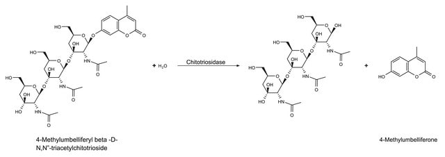 Chitotriosidase human recombinant, expressed in HEK 293 cells