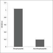Anti-phospho-VEGFR1 (pTyr1333) antibody produced in rabbit affinity isolated antibody