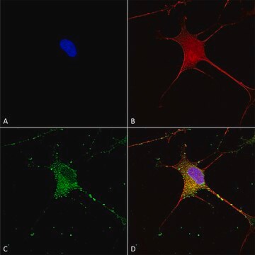 Monoclonal Anti-Git1 antibody produced in mouse clone S39B-8, purified immunoglobulin