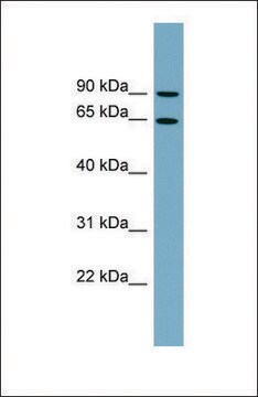 Anti-SLC12A8, (N-terminal) antibody produced in rabbit affinity isolated antibody