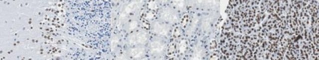 Anti-Lamin A/C Antibody, clone 2E8.2 clone 2E8.2, from mouse