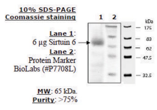 Sirtuin 6 human recombinant, expressed in E. coli, &#8805;70% (SDS-PAGE)