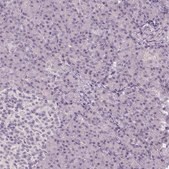 Anti-ANO2 antibody produced in rabbit Prestige Antibodies&#174; Powered by Atlas Antibodies, affinity isolated antibody