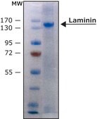 Laminin from human placenta liquid, BioReagent, suitable for cell culture