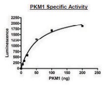 PKM1 active human recombinant, expressed in E. coli, &#8805;80% (SDS-PAGE)
