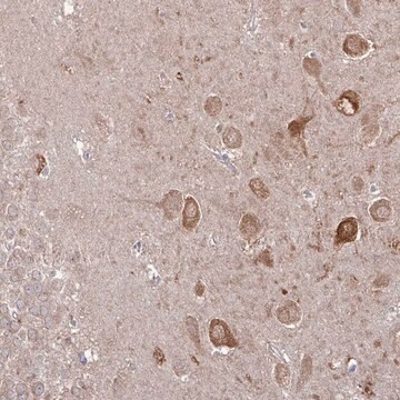 Anti-CAMK2A antibody produced in rabbit Prestige Antibodies&#174; Powered by Atlas Antibodies, affinity isolated antibody, buffered aqueous glycerol solution