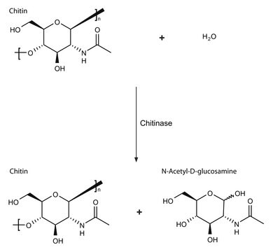 Chitinase from Streptomyces griseus lyophilized powder (essentially salt free), &#8805;200&#160;units/g solid