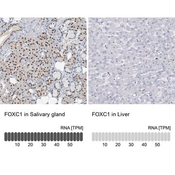 Anti-FOXC1 antibody produced in rabbit Prestige Antibodies&#174; Powered by Atlas Antibodies, affinity isolated antibody, buffered aqueous glycerol solution