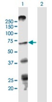 Anti-STRA6 antibody produced in mouse purified immunoglobulin, buffered aqueous solution