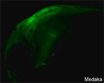Anti-sox2 antibody produced in rabbit affinity isolated antibody, buffered aqueous solution