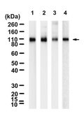 Anti-Neprilysin/CD10 Antibody, clone 1C22 ZooMAb&#174; Rabbit Monoclonal recombinant, expressed in HEK 293 cells