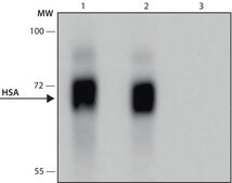 Anti-Human Serum Albumin antibody, Mouse monoclonal clone HSA-11, purified from hybridoma cell culture