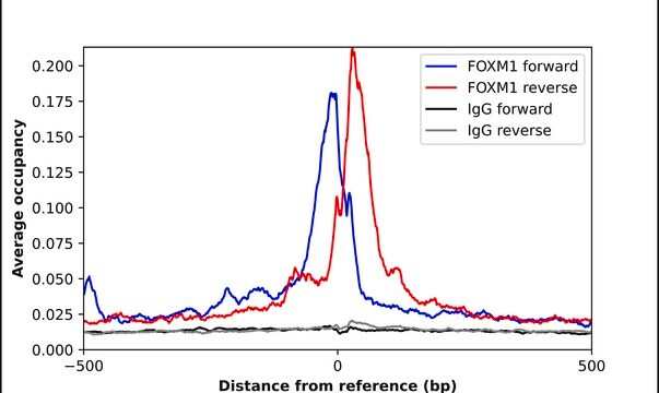 Anti-FOXM1 antibody produced in rabbit Prestige Antibodies&#174; Powered by Atlas Antibodies, affinity isolated antibody, buffered aqueous glycerol solution