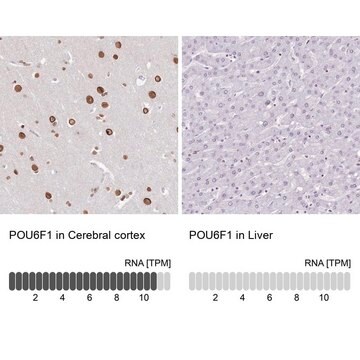 Anti-POU6F1 antibody produced in rabbit Prestige Antibodies&#174; Powered by Atlas Antibodies, affinity isolated antibody, buffered aqueous glycerol solution