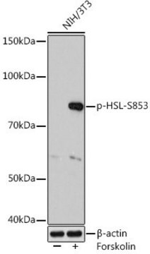 Anti-Phospho-HSL-S853 antibody produced in rabbit