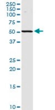 Anti-SPHK2 antibody produced in rabbit purified immunoglobulin, buffered aqueous solution