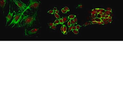 Anti-DNMT3A2 Antibody from rabbit