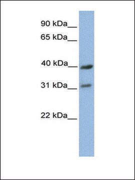 Anti-COX3 antibody produced in rabbit affinity isolated antibody