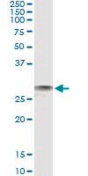 Monoclonal Anti-EXOSC3, (C-terminal) antibody produced in mouse clone 3E5, purified immunoglobulin, buffered aqueous solution