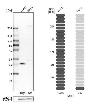 Anti-FADD antibody produced in rabbit Prestige Antibodies&#174; Powered by Atlas Antibodies, affinity isolated antibody, buffered aqueous glycerol solution