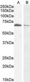 Anti-ACHE antibody produced in goat affinity isolated antibody, buffered aqueous solution