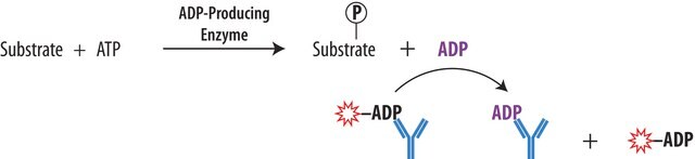 Transcreener&#174; ADP2 FP Assay