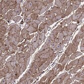 Monoclonal Anti-LAMB2 antibody produced in mouse Prestige Antibodies&#174; Powered by Atlas Antibodies, clone CL2979, purified immunoglobulin, buffered aqueous glycerol solution