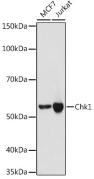 Anti-Chk1 Antibody, clone 0S3Q1, Rabbit Monoclonal