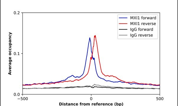 Anti-MXI1 antibody produced in rabbit Prestige Antibodies&#174; Powered by Atlas Antibodies, affinity isolated antibody