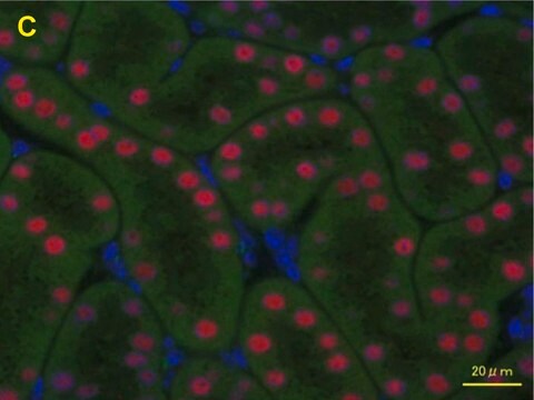 Anti-HNF1B antibody produced in rabbit Prestige Antibodies&#174; Powered by Atlas Antibodies, affinity isolated antibody, buffered aqueous glycerol solution