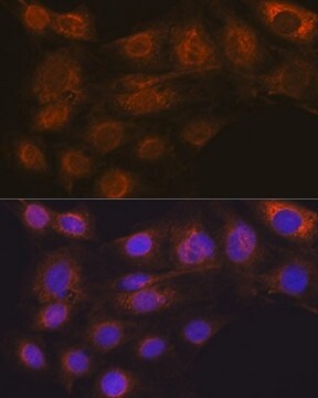Anti-ARF6 antibody produced in rabbit