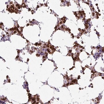 Anti-EXOSC5 antibody produced in rabbit Prestige Antibodies&#174; Powered by Atlas Antibodies, affinity isolated antibody, buffered aqueous glycerol solution