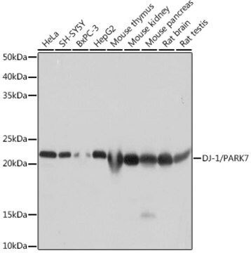 Anti-DJ-1/PARK7 Antibody, clone 1Q7F8, Rabbit Monoclonal