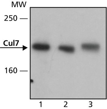 Anti-Cul7 antibody, Mouse monoclonal clone Ab38, purified from hybridoma cell culture