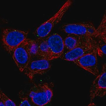 Anti-MVB12B antibody produced in rabbit Prestige Antibodies&#174; Powered by Atlas Antibodies, affinity isolated antibody, buffered aqueous glycerol solution