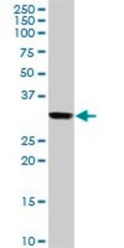 Anti-HLA-DRB3 antibody produced in rabbit purified immunoglobulin, buffered aqueous solution