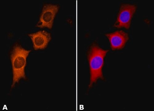 Anti-Cortactin (KE-20) antibody produced in rabbit IgG fraction of antiserum, buffered aqueous solution