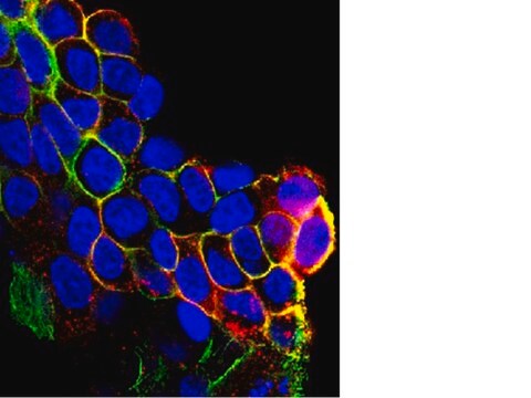 Anti-phospho-EGFR (Tyr1069) Antibody from rabbit, purified by affinity chromatography