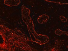 Monoclonal Anti-Laminin antibody produced in mouse clone LAM-89, ascites fluid