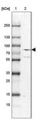 Anti-ECE1 antibody produced in rabbit Ab1, Prestige Antibodies&#174; Powered by Atlas Antibodies, affinity isolated antibody, buffered aqueous glycerol solution