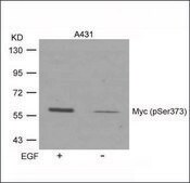 Anti-phospho-MYC (pSer373) antibody produced in rabbit affinity isolated antibody