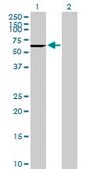 Anti-CES2 antibody produced in mouse purified immunoglobulin, buffered aqueous solution