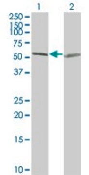 ANTI-TUBA1 antibody produced in mouse clone 1G12, purified immunoglobulin, buffered aqueous solution