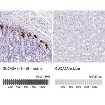 Anti-GUCA2A antibody produced in rabbit Prestige Antibodies&#174; Powered by Atlas Antibodies, affinity isolated antibody, buffered aqueous glycerol solution