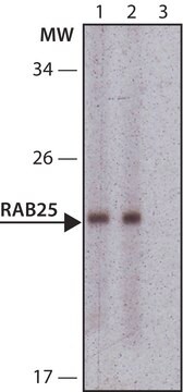 Anti-RAB25 antibody produced in rabbit ~1.0&#160;mg/mL, affinity isolated antibody, buffered aqueous solution