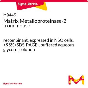 Matrix Metalloproteinase-2 from mouse recombinant, expressed in NSO cells, &gt;95% (SDS-PAGE), buffered aqueous glycerol solution