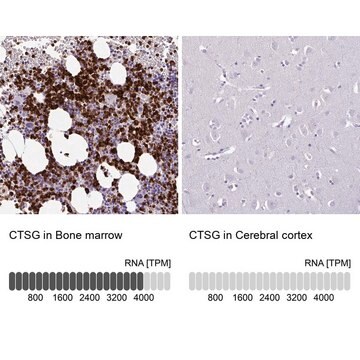 Anti-CTSG antibody produced in rabbit Prestige Antibodies&#174; Powered by Atlas Antibodies, affinity isolated antibody, buffered aqueous glycerol solution