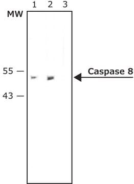 Anti-Caspase 8 antibody, Mouse monoclonal clone CAS8, purified from hybridoma cell culture