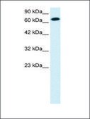 Anti-STAT4 antibody produced in rabbit IgG fraction of antiserum