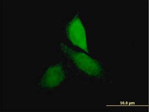 Anti-CNKSR3 antibody produced in mouse IgG fraction of antiserum, buffered aqueous solution